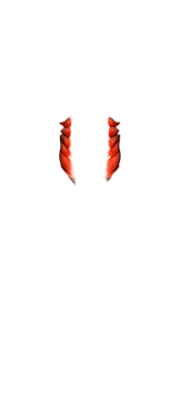 Front view muscle