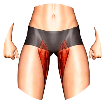 Adductor
