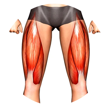 Cuádriceps