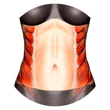 Obliques
