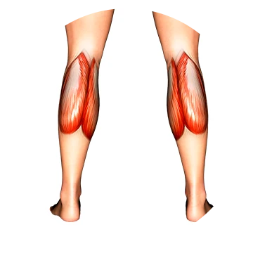 Calves