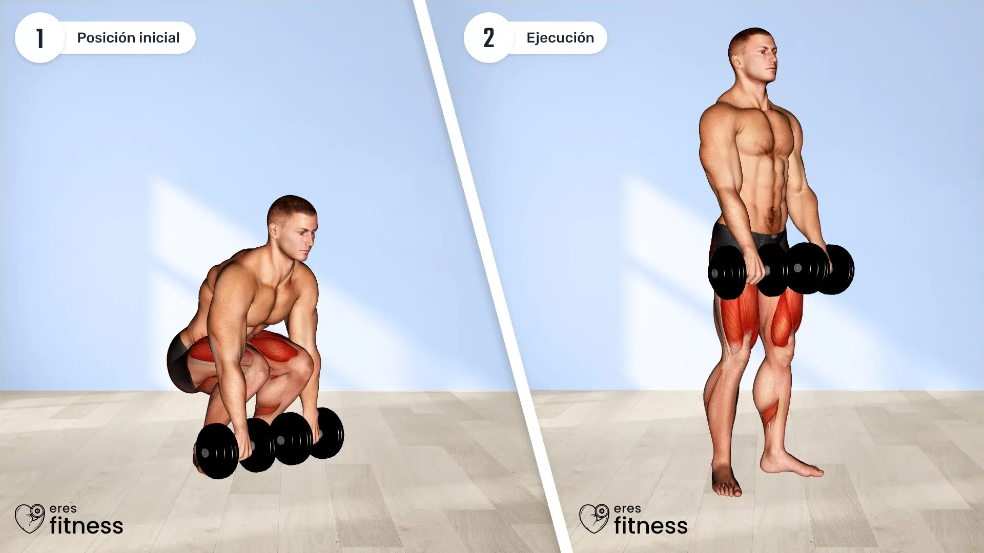 03001105-Dumbbell-Deadlift_Back_max