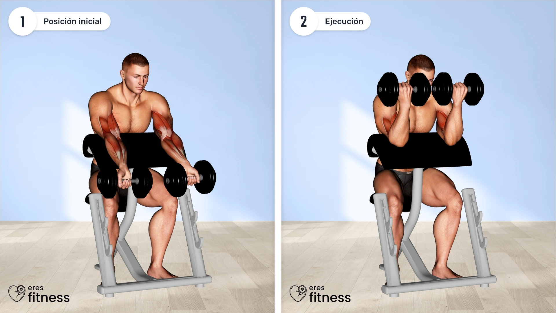 ¿Cómo hacer el curl predicador con mancuernas?