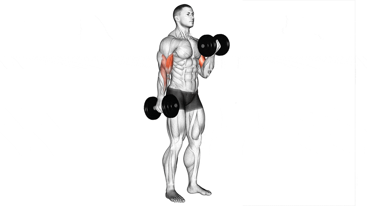 Curl-de-biceps