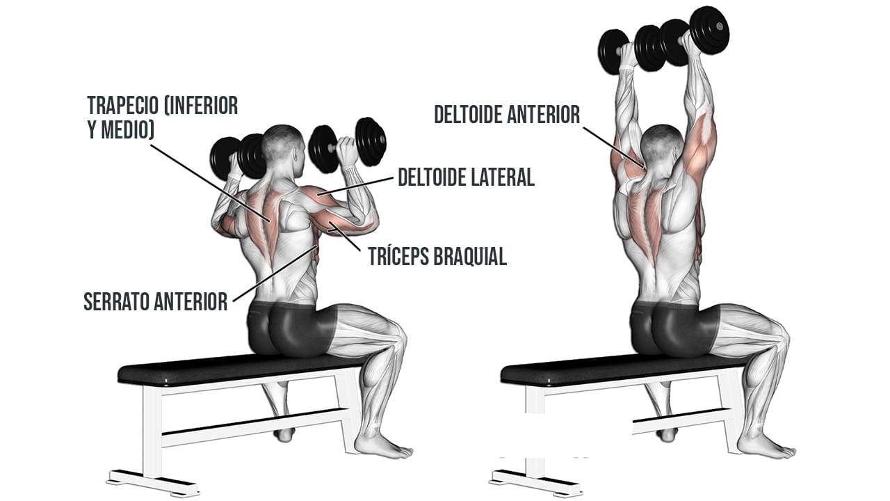 Press militar sentado para hombros - musculos involucrados