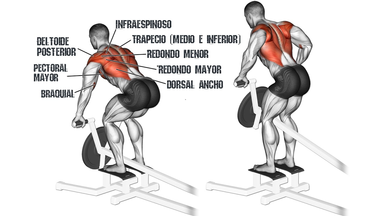 Remo con barra T - Musculos involucrados Remo con barra T - Musculos involucrados