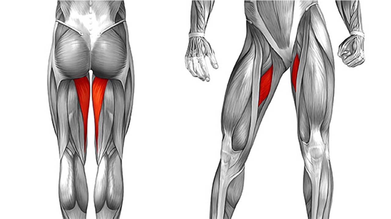 Aductores en máquina - MUSCULOS INVOLUCRADOS Aductores en máquina - MUSCULOS INVOLUCRADOS