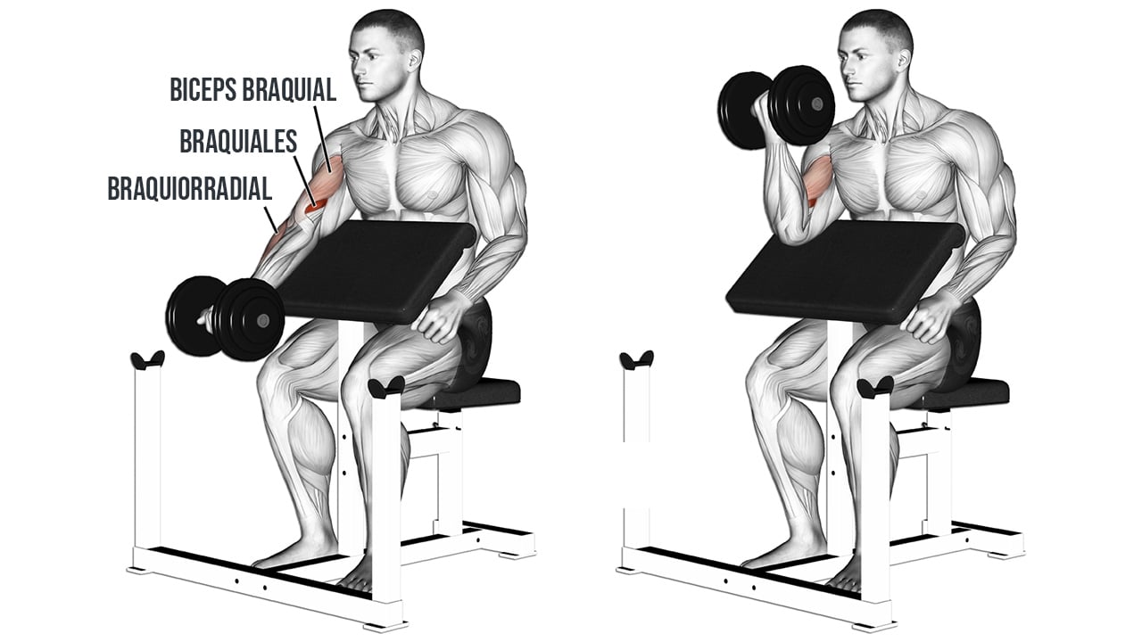 Curl de biceps banco scott o predicador - MUSCULOS INVOLUCRADOS