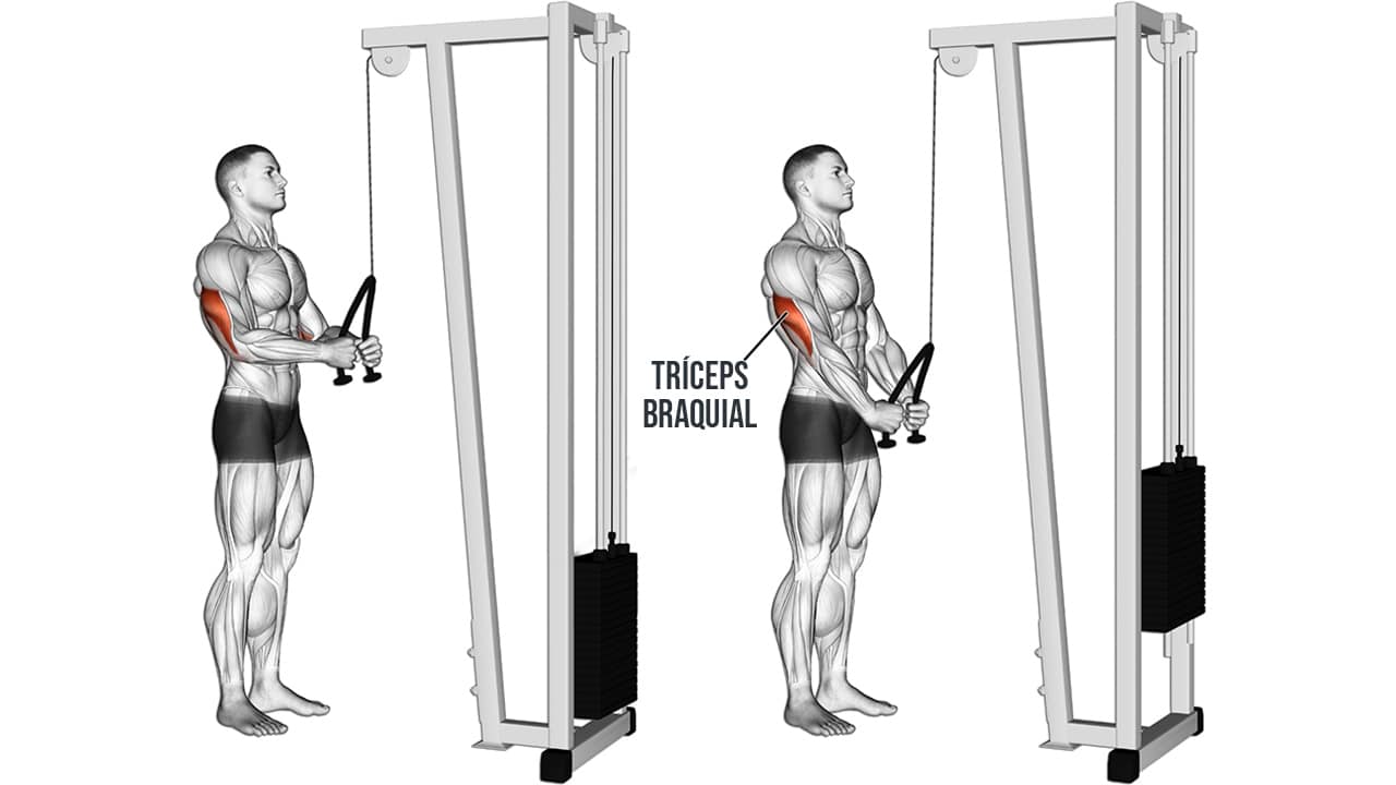 Extensión de tríceps en polea alta - MUSCULOS INVOLUCRADOS