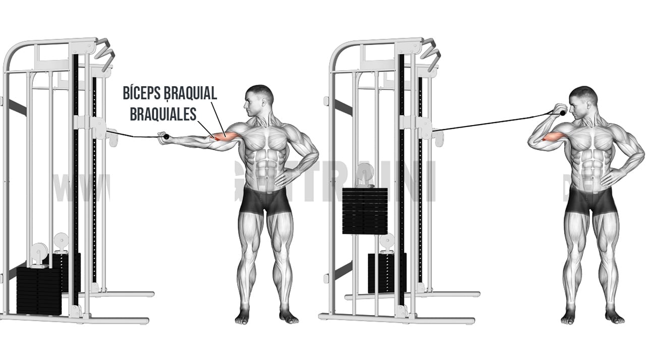 Ejercicio para bíceps Ejercicio para bíceps