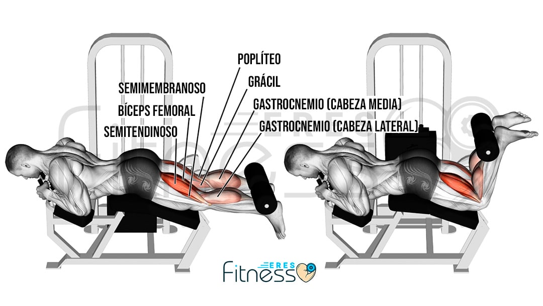 Curl femoral acostado en máquina