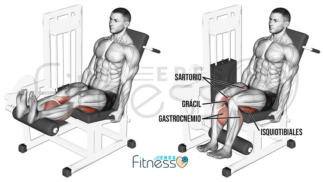 Curl femoral sentado en maquina