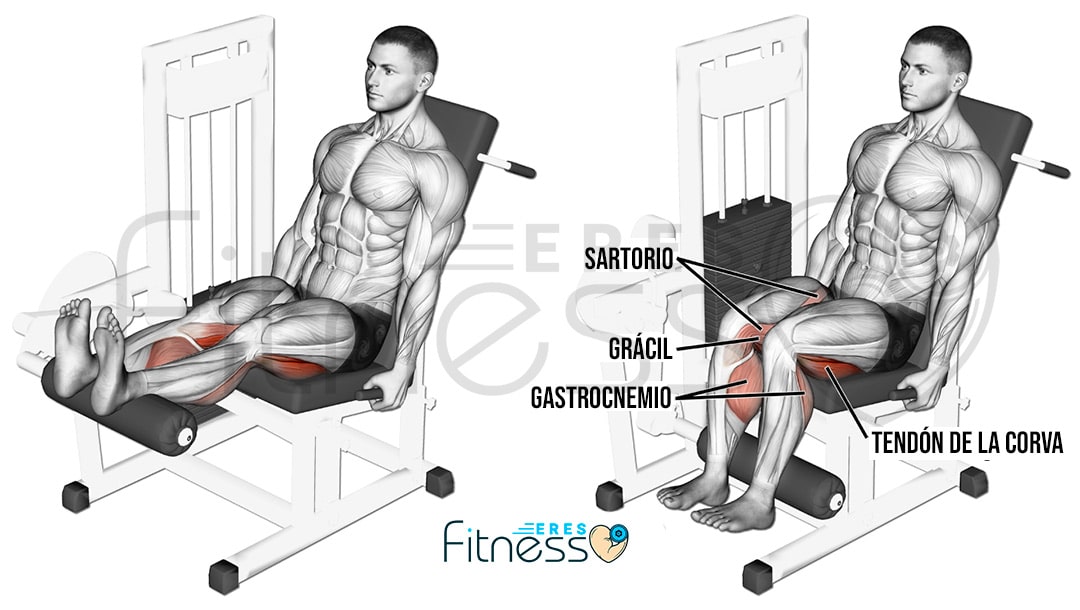 Curl femoral sentado en maquina