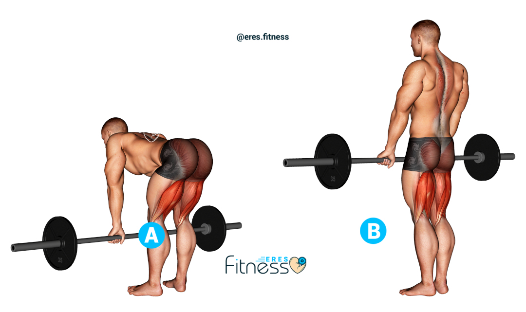 01161105-Barbell-Straight-Leg-Deadlift_Thighs_max