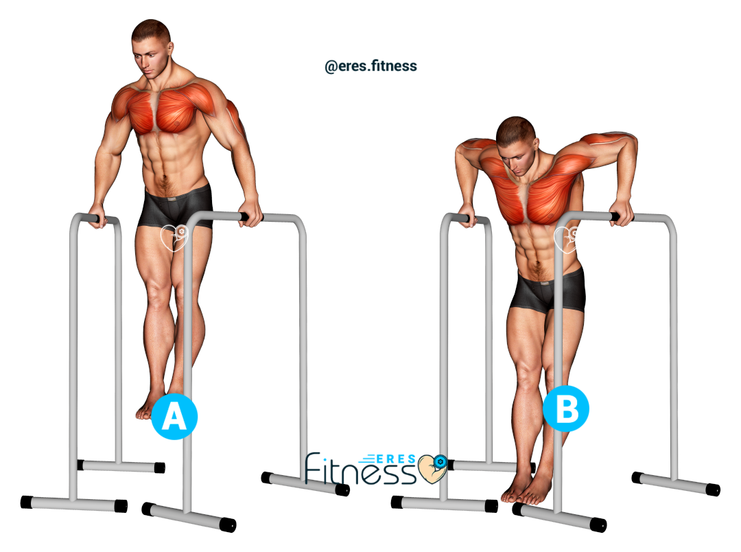 23631105-Wide-Grip-Chest-Dip-on-High-Parallel-Bars_Chest_max 23631105-Wide-Grip-Chest-Dip-on-High-Parallel-Bars_Chest_max