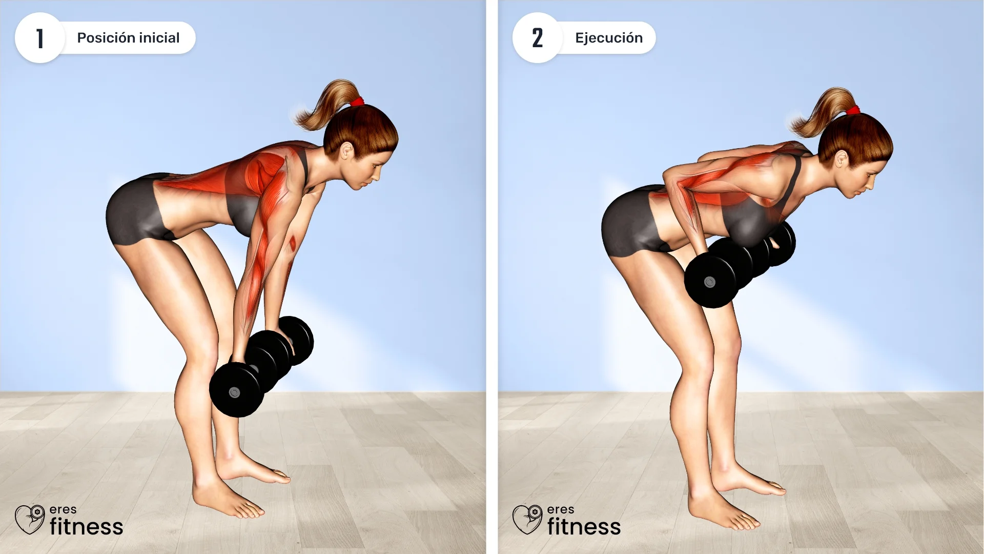 ¿Cómo hacer el remo supino con mancuernas?