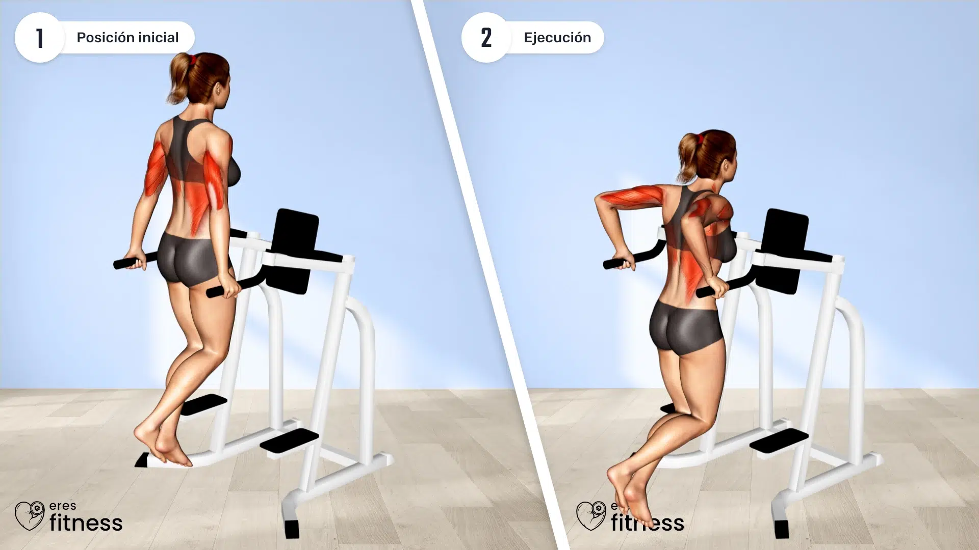 31151105-Triceps-Dip-(female)_Upper-Arms_max