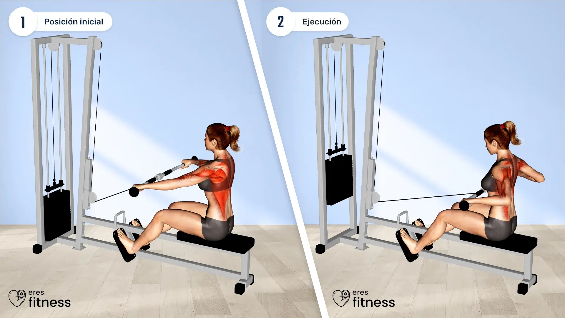 35981105-Cable-Seated-Wide-grip-Row-(female)_Back_max