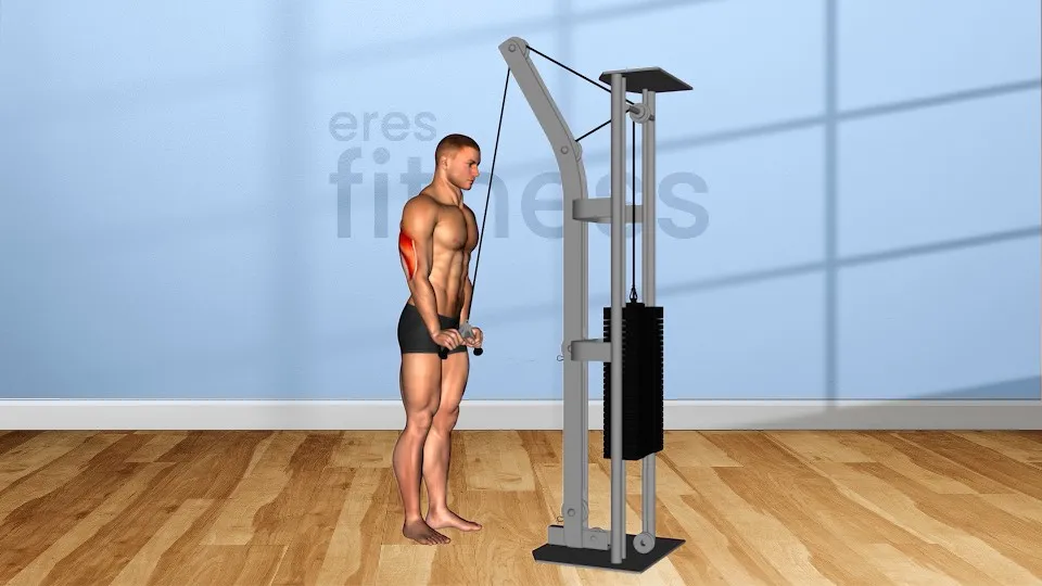Extension de triceps con agarre v en polea