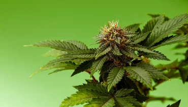  El auge del cannabis legal en España