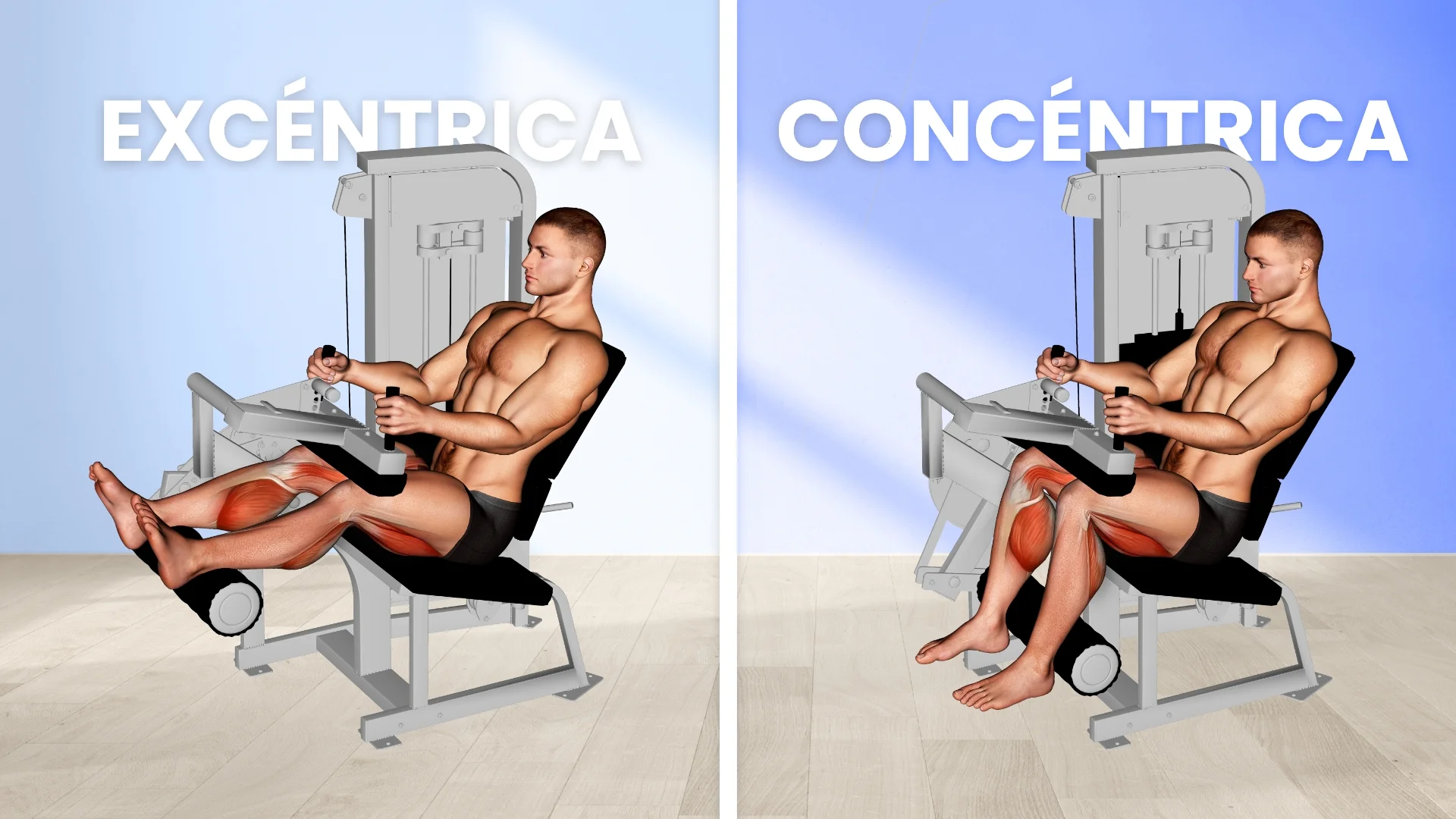 Curl de piernas sentado: Ejemplificación de contracción excéntrica y concéntrica
