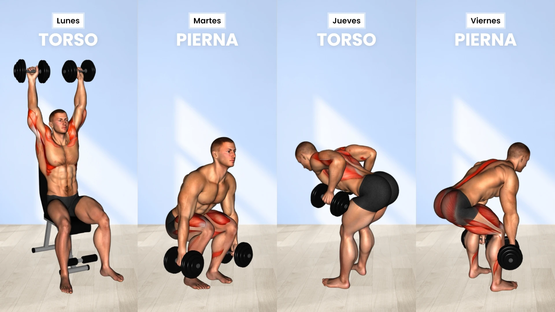 Esquema de entrenamiento: Torso-pierna